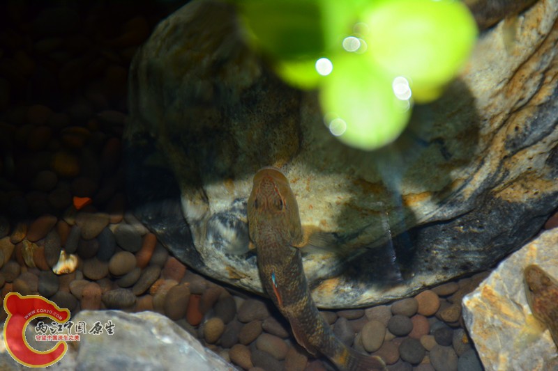 DSC_1347.JPG