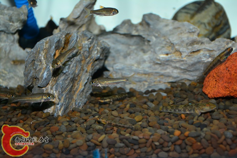 DSC_1352.JPG
