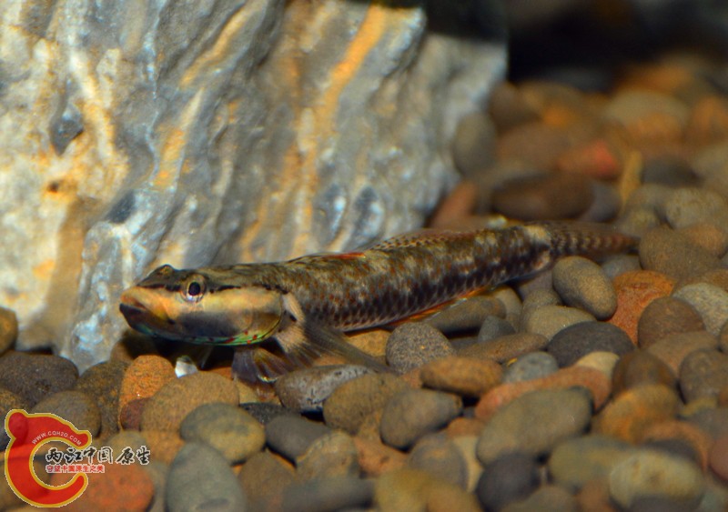 DSC_1353.JPG