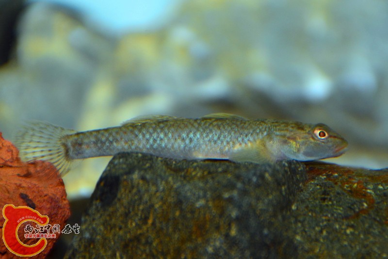 DSC_1371.JPG