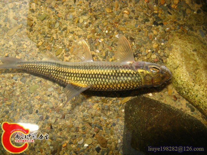 麻阳河 粗须铲颌鱼2.jpg