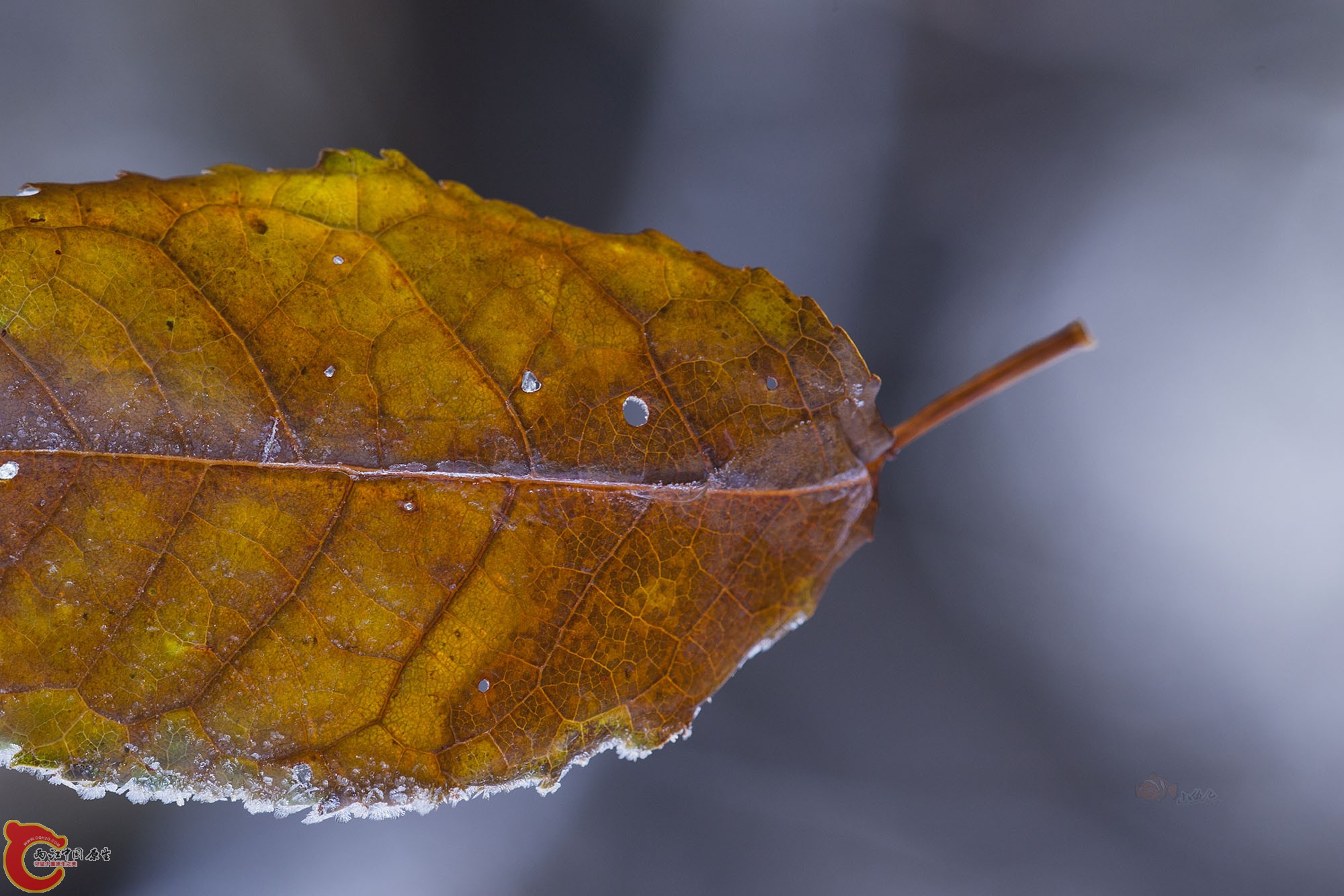 _MG_0092..jpg