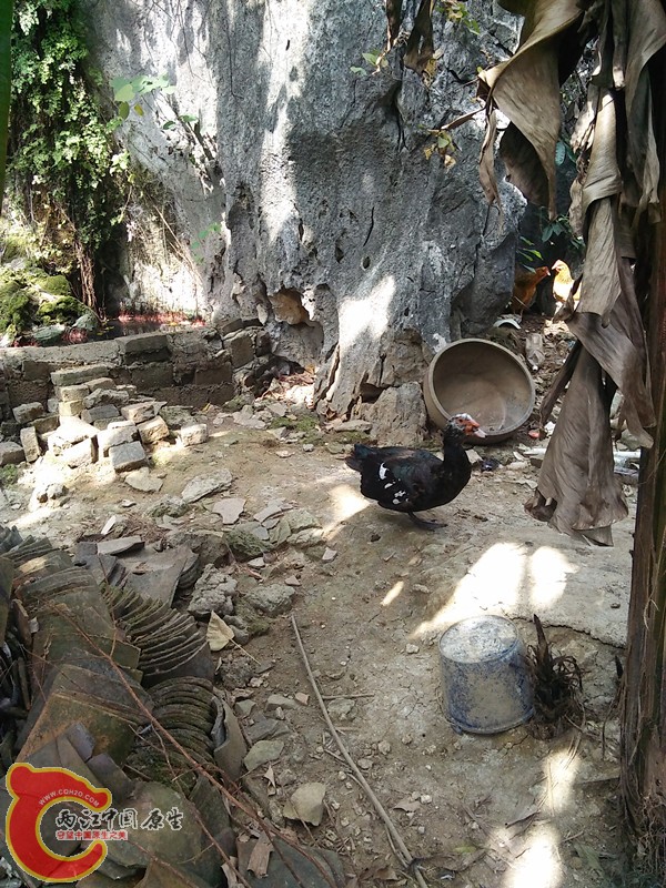 公海鸭和池.jpg