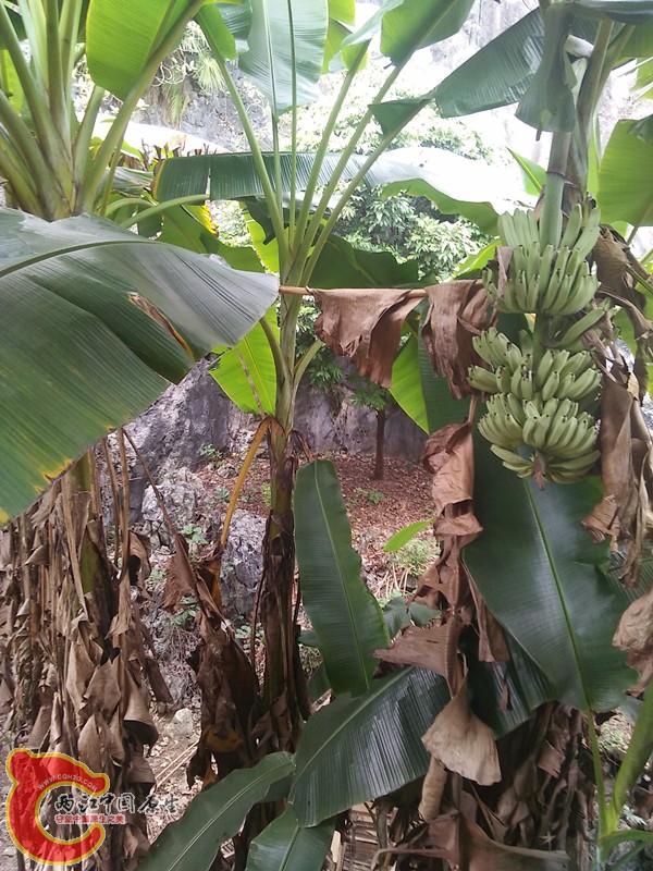 新水池就在龙眼树下建