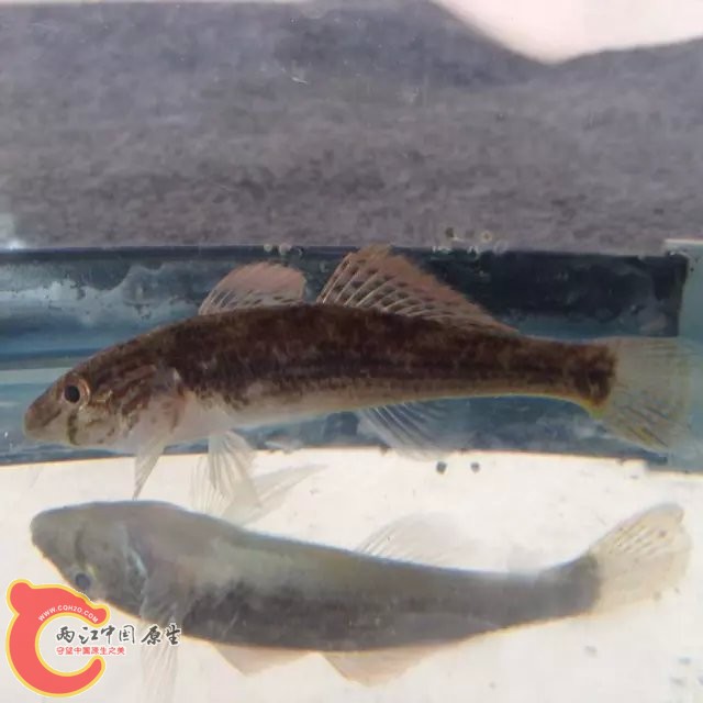 虾虎11.jpg