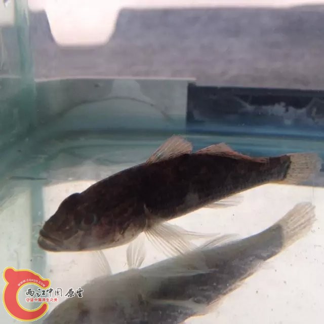 虾虎2.jpg