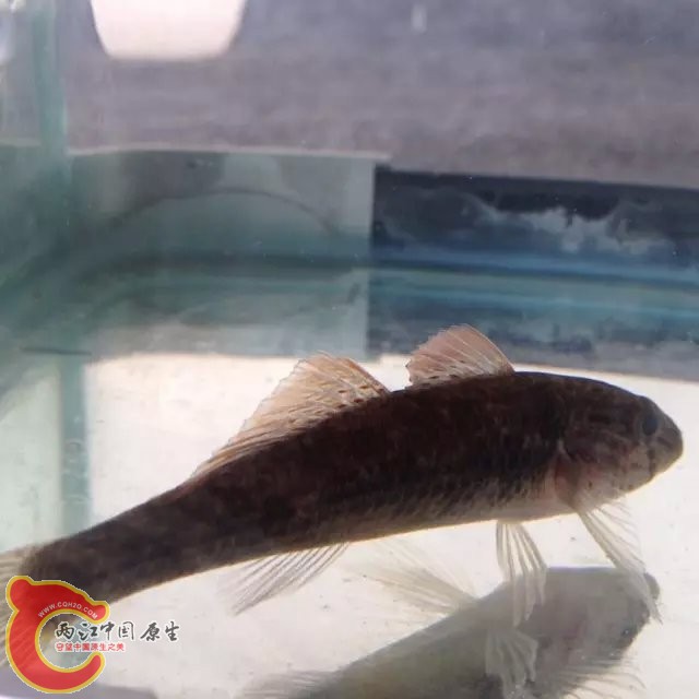 虾虎3.jpg