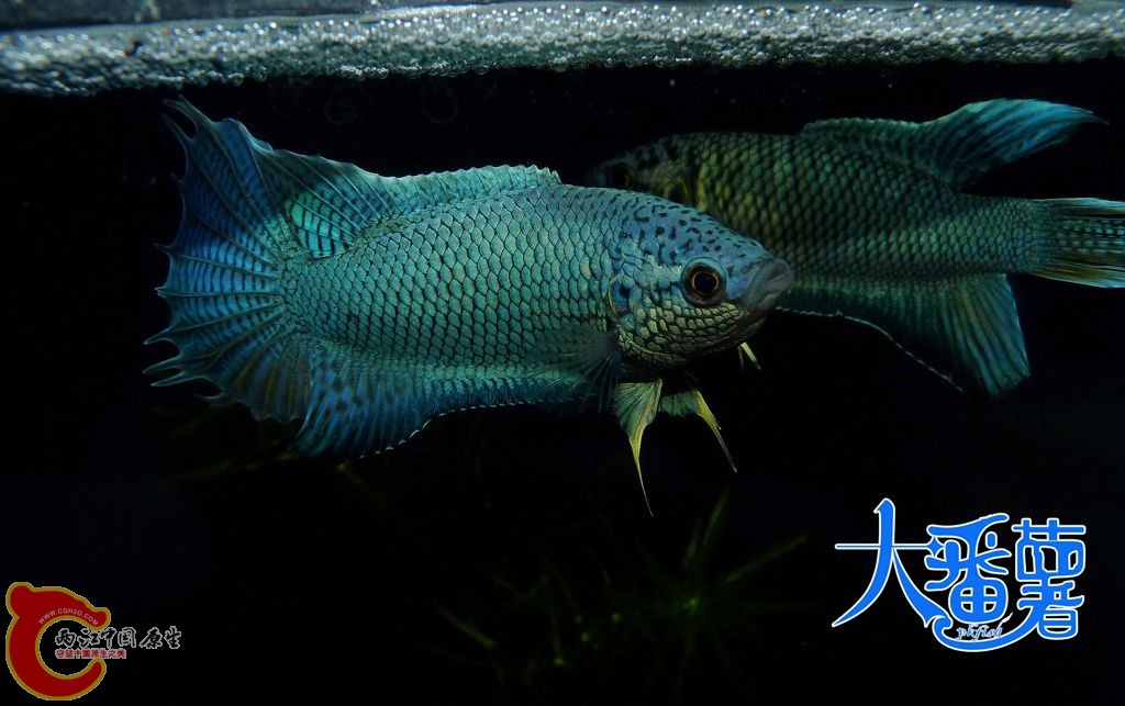 P1950487_副本.jpg