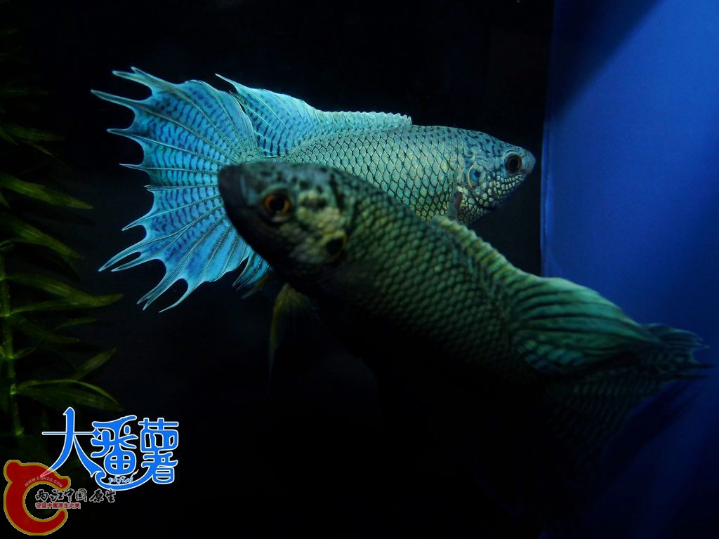 P1950537_副本.jpg