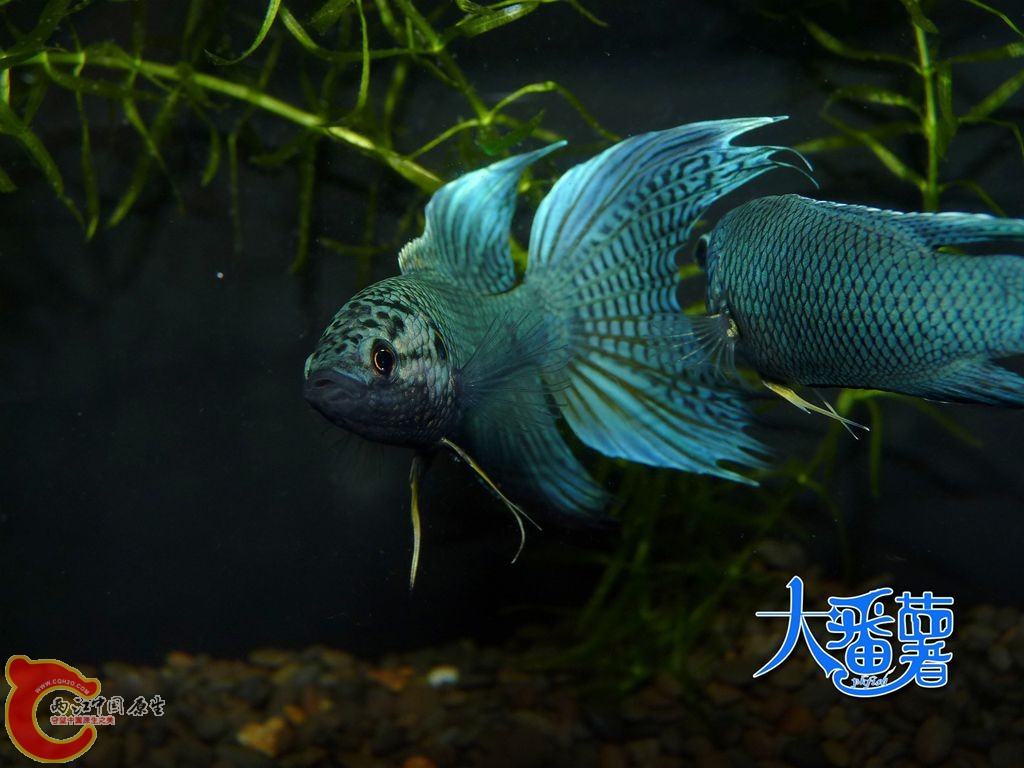 P1950798_副本.jpg