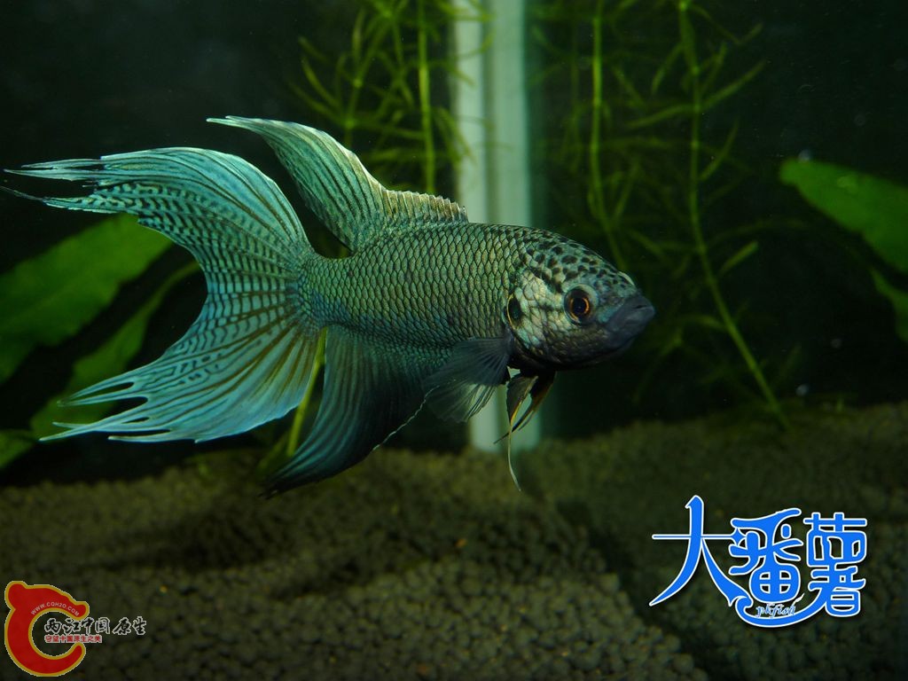 P1950982_副本.jpg