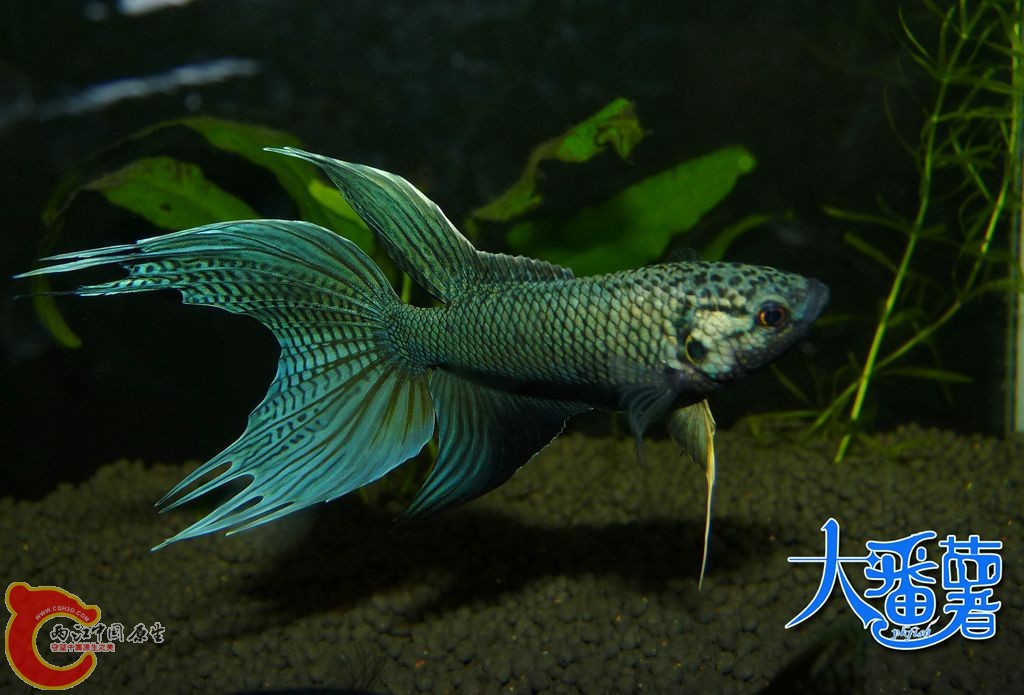 P1960025_副本.jpg