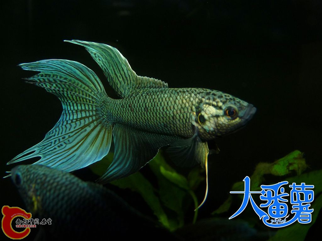 P1960058_副本.jpg