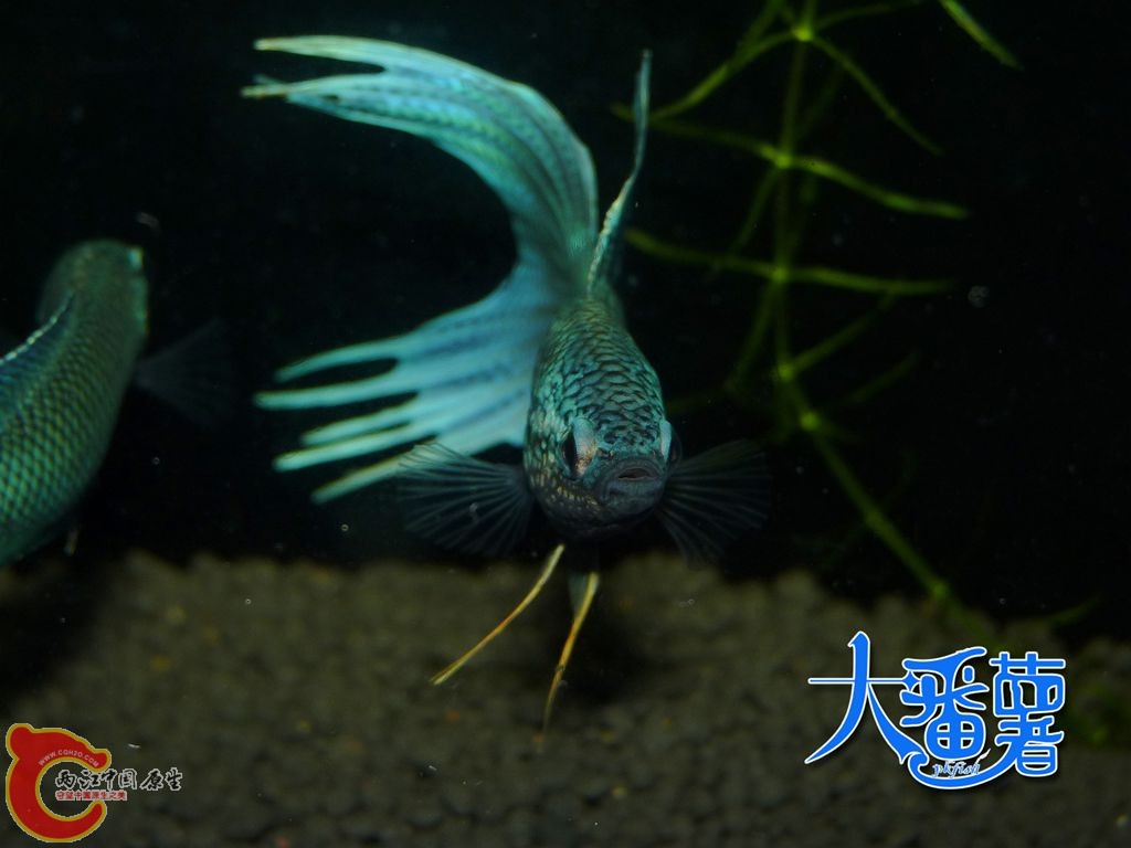 P1960428_副本.jpg