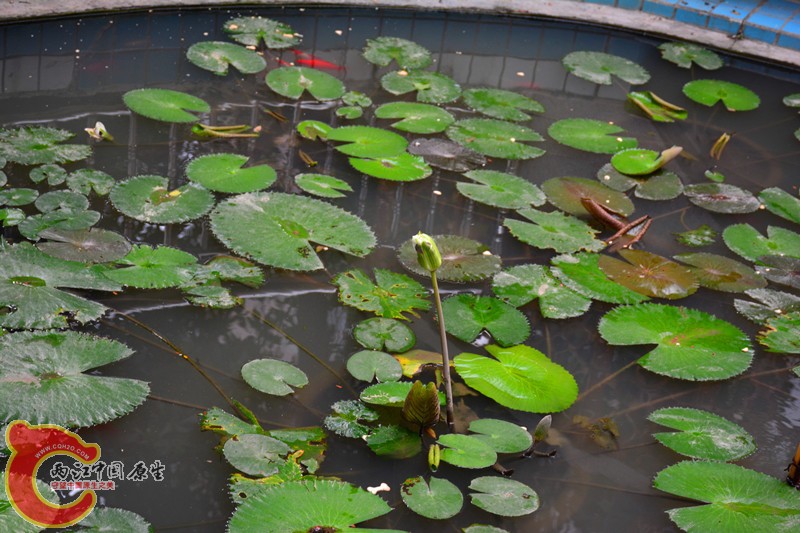 DSC_1417.JPG