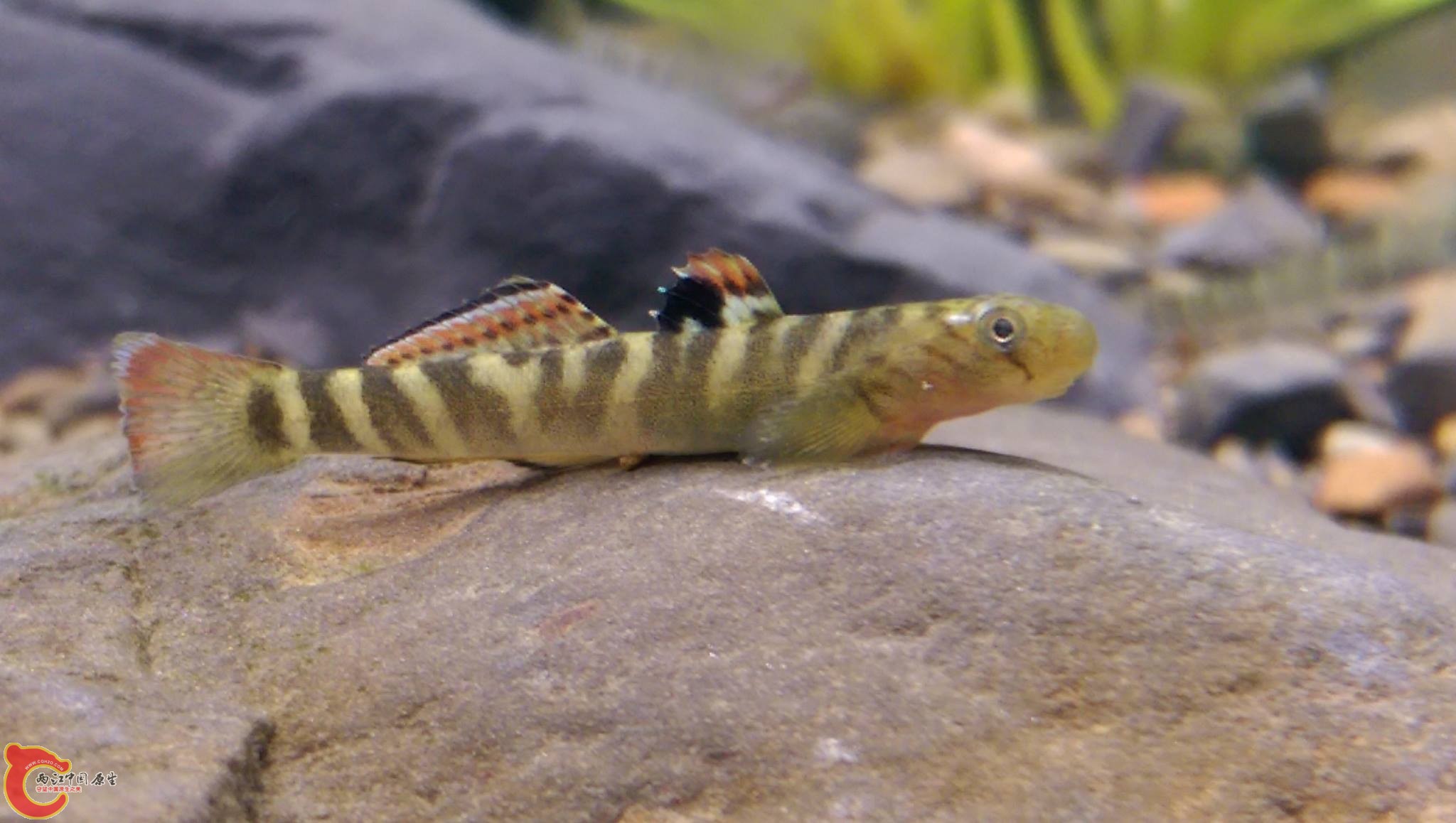 禿頭鯊幼魚