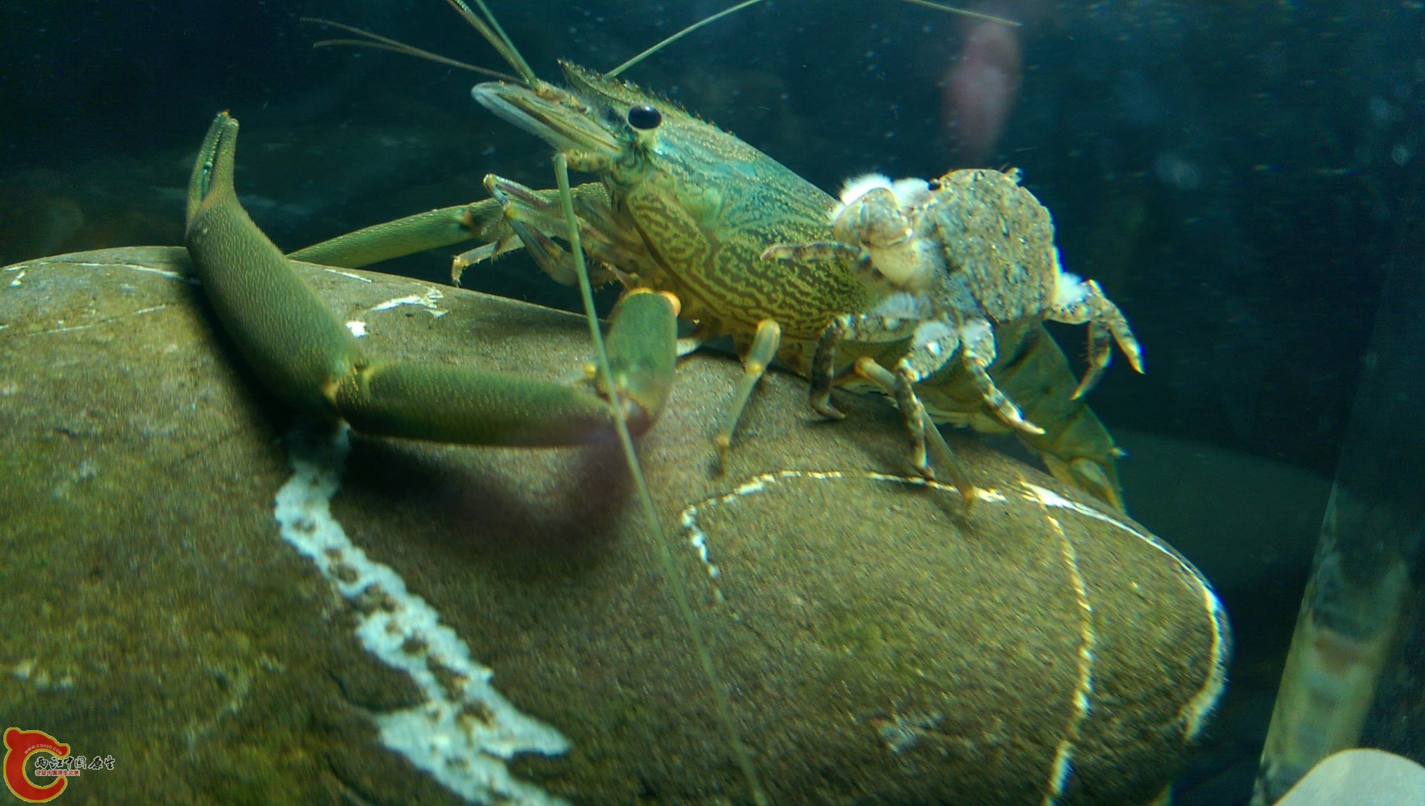 大和沼蝦跟拳擊蟹
