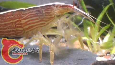 網球蝦