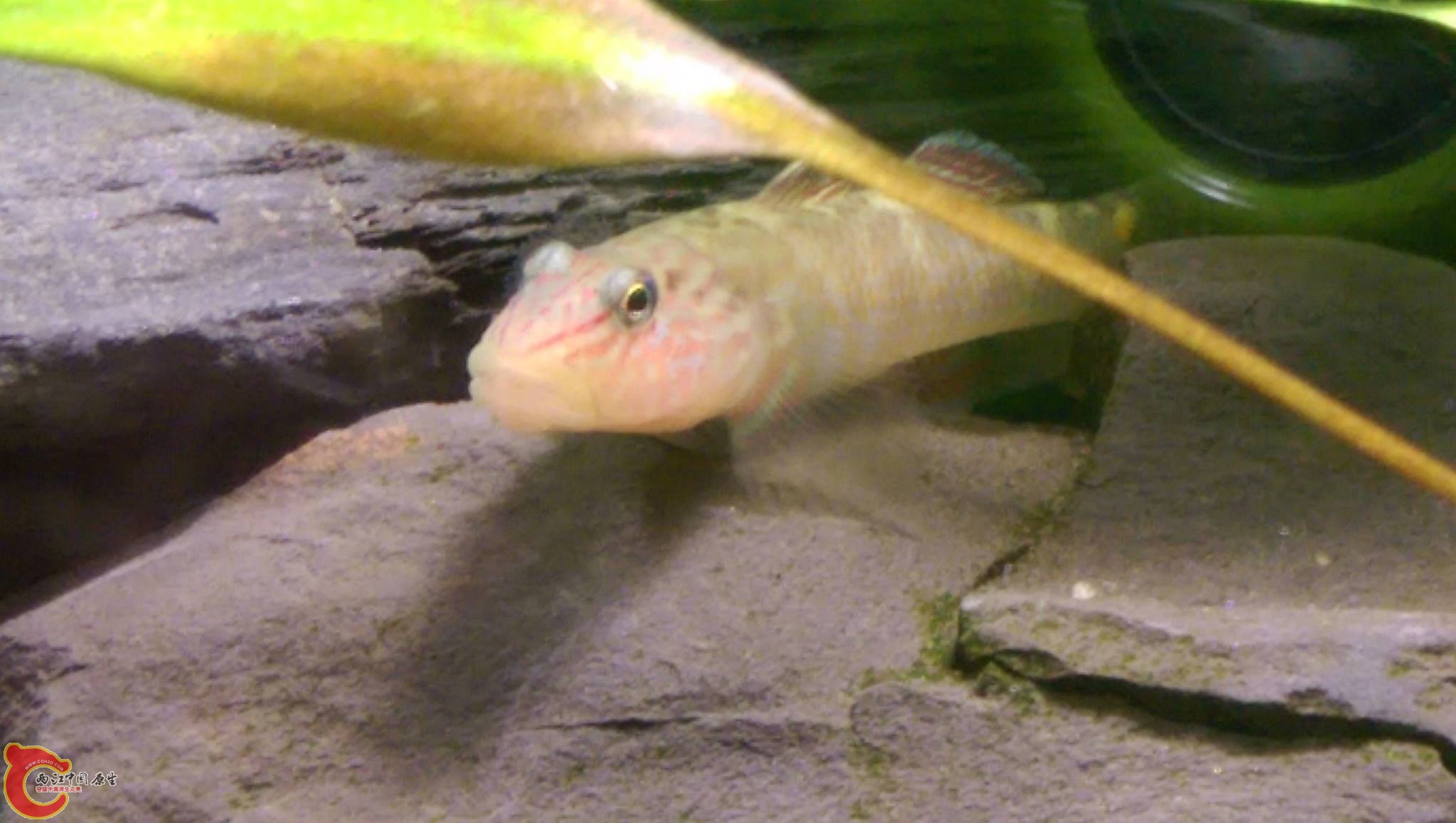 12311417_1061602217192316_1318572978_o.jpg