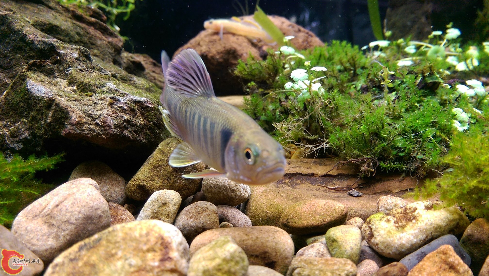 馬口鱲的雄魚