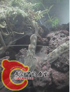 漂亮极了