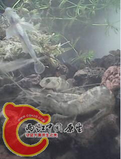 缸霸