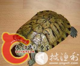 巴西龟.jpg