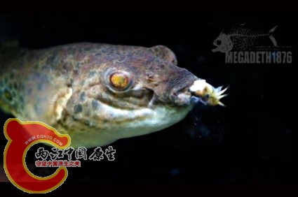 斑腰单孔鲀 Monotretus leiurus