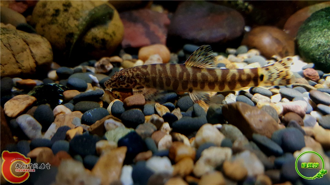 中华近原吸鳅 - 两江中国原生--做中国最好的原生网络 - 全球最大的