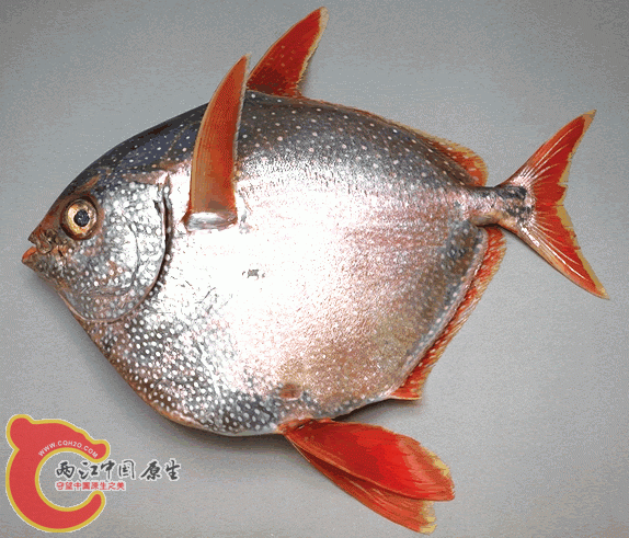 opah1.gif