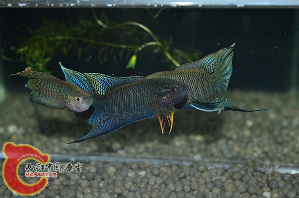 DSC_0278 - 副本.jpg