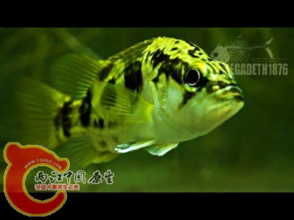 波纹鳜 Siniperca undulata