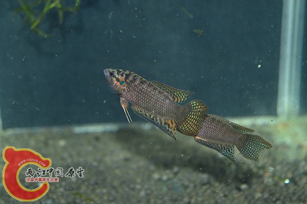 DSC_0040.JPG