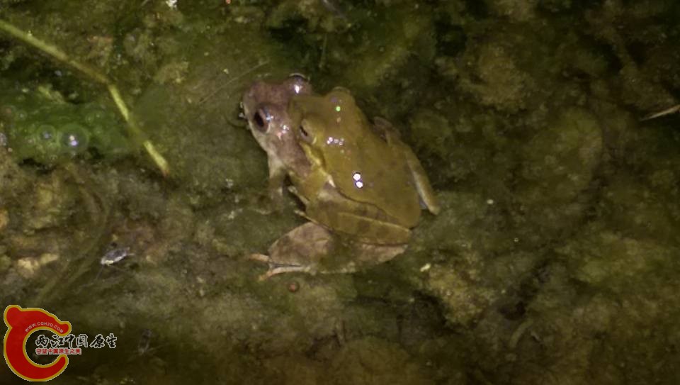 樹蛙