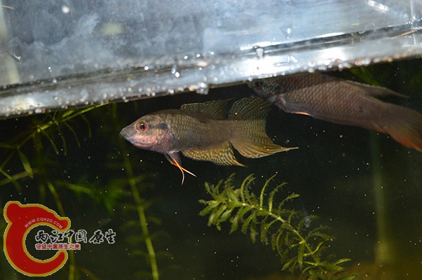 DSC_0048.JPG