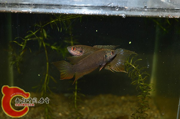 DSC_0067.JPG