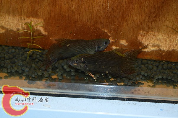 DSC_0033 副本.jpg