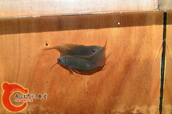 DSC_0036 副本.jpg