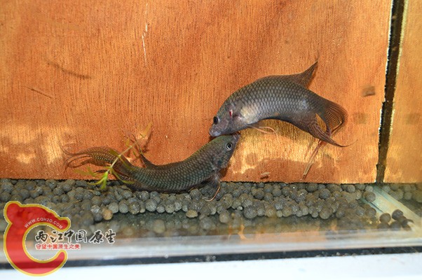 DSC_0040 副本.jpg