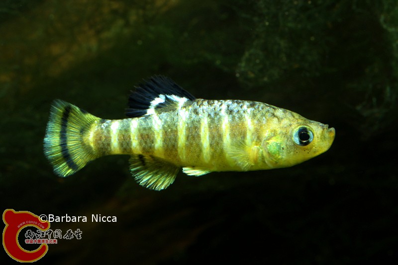 Aphanius-anatoliae-Kovada-Kanaal-m.JPG