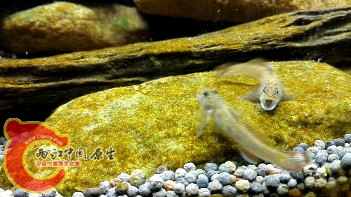 VID_20151224_230114_00:29.png