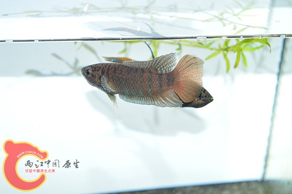 DSC_0040 副本.JPG