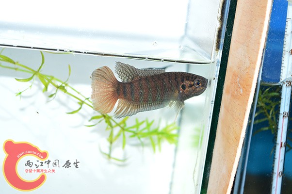 DSC_0044 副本.jpg