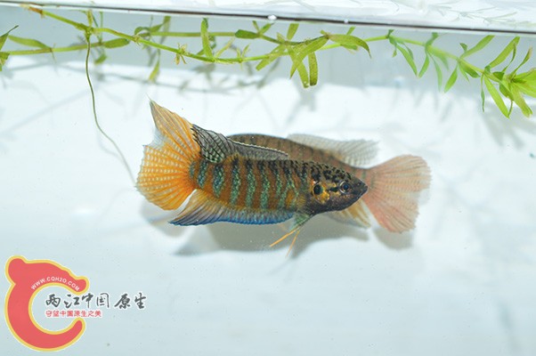 DSC_0050 副本.jpg
