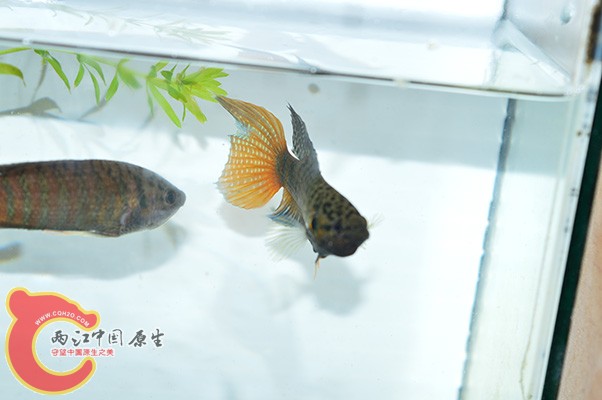 DSC_0054 副本.jpg