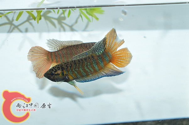 DSC_0055 副本.jpg