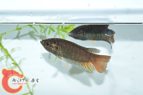 DSC_0061 副本.jpg