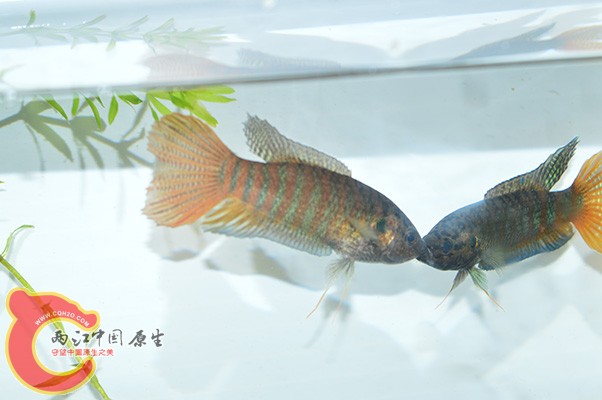 DSC_0062 副本.jpg
