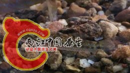 無孔塘鱧幼魚下缸後照