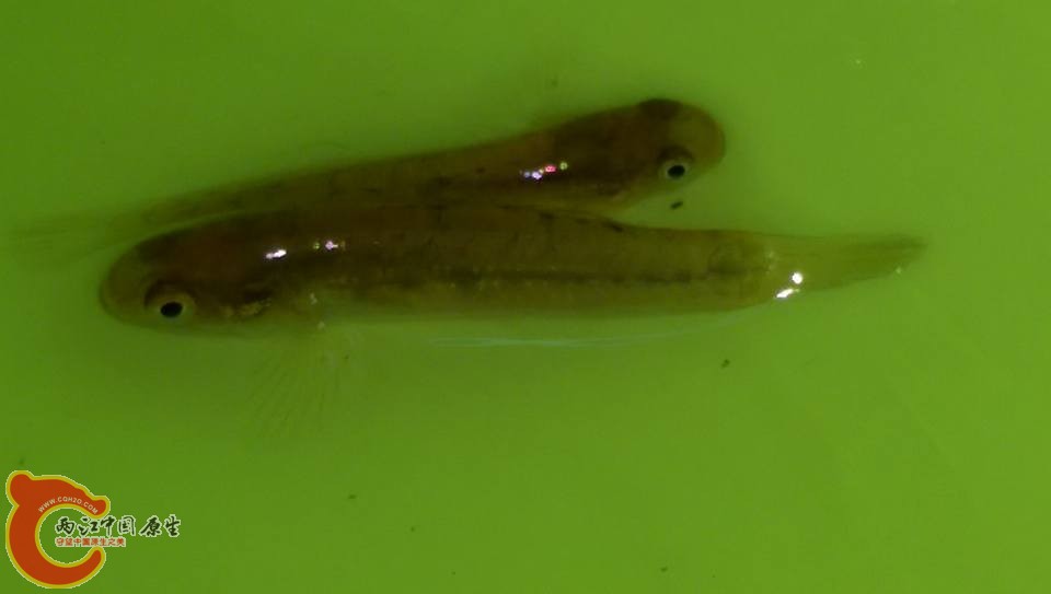 無孔塘鱧幼魚
